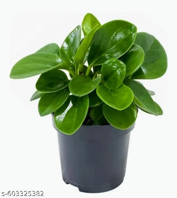 Natural_Live_Peperomia_Plant_In_4_Inch_Full_Pot