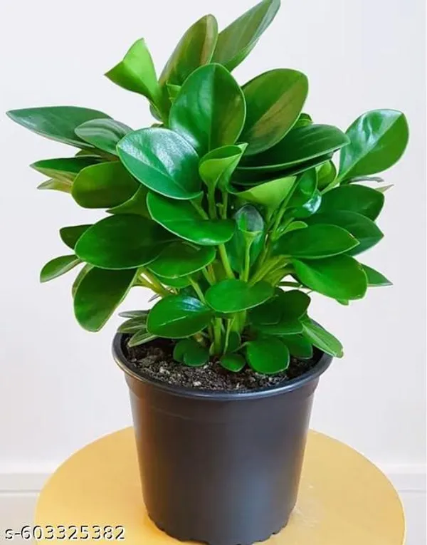 Natural_Live_Peperomia_Plant_In_4_Inch_Full_Pot