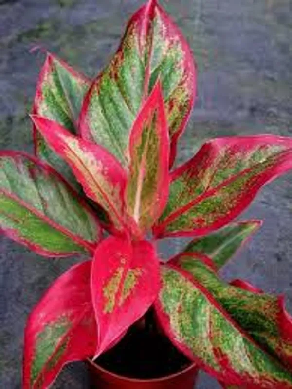 Phulwari_Aglonima_Lipstik_Plant_for_Home_Decor,Table_top_etc.