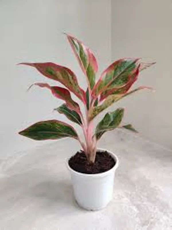 Phulwari_Aglonima_Lipstik_Plant_for_Home_Decor,Table_top_etc.