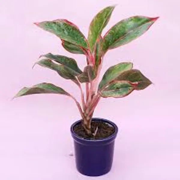 Phulwari_Aglonima_Lipstik_Plant_for_Home_Decor,Table_top_etc.