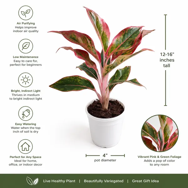 Phulwari_Aglonima_Lipstik_Plant_for_Home_Decor,Table_top_etc.