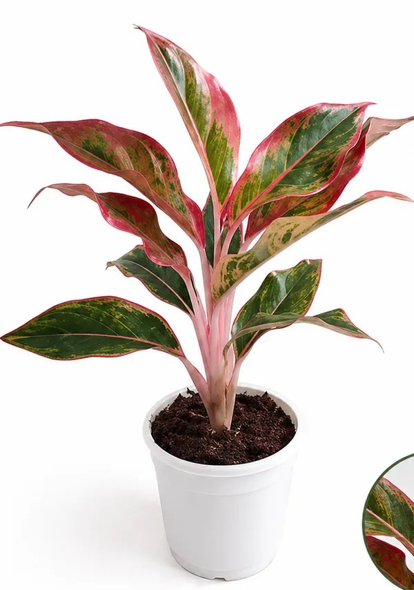 Phulwari_Aglonima_Lipstik_Plant_for_Home_Decor,Table_top_etc.