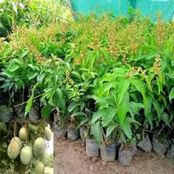 Phulwari_Grafetd_All_Time_Mango(all_seasons)_Plant_also_suitable_for_pot