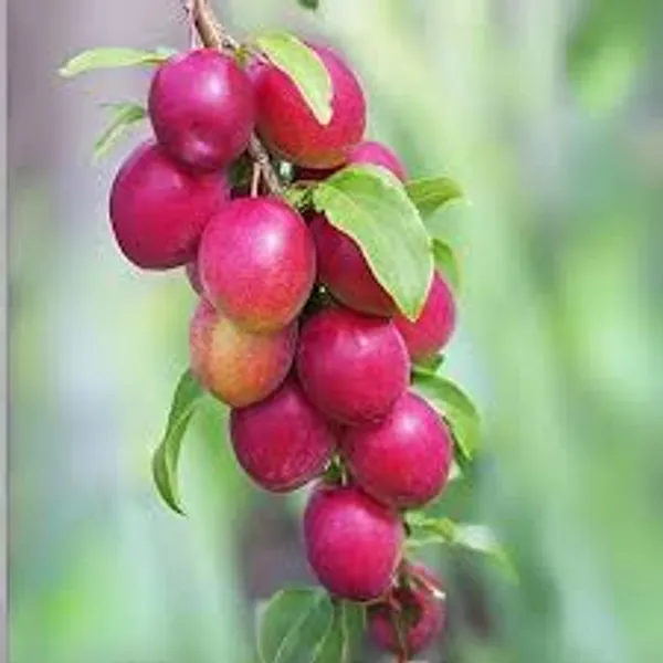 Phulwari_Grafted_apple_ber_plant