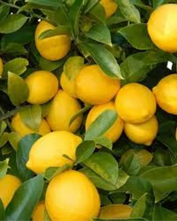 Phulwari_Live_Grafted_Kagji__Lemon_(Nimboo)_Plant_suitable_for_pot_also