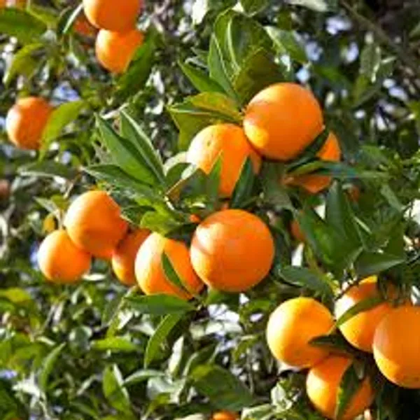 Phulwari_Live_Grafted_orange_suitable_for_pot_also