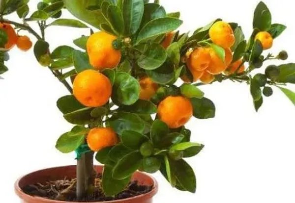 Phulwari_Live_Grafted_orange_suitable_for_pot_also