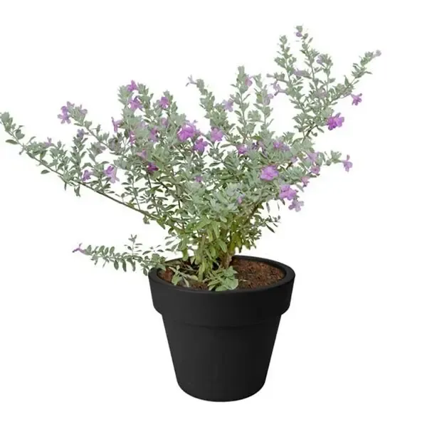 Phulwari_Live_Nikotia_bonsai_plant_for_home_decor
