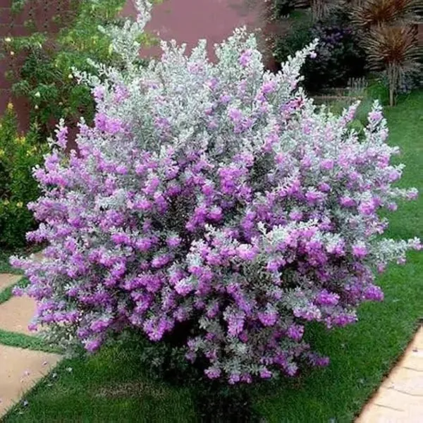 Phulwari_Live_Nikotia_bonsai_plant_for_home_decor