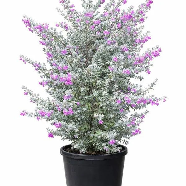 Phulwari_Live_Nikotia_bonsai_plant_for_home_decor