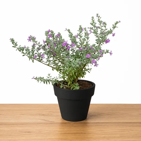 Phulwari_Live_Nikotia_bonsai_plant_for_home_decor