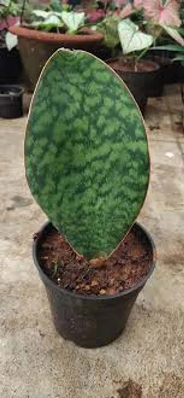 Phulwari_Live_Sanseveria_Whale_Fin_(height_nearly_10_inch)