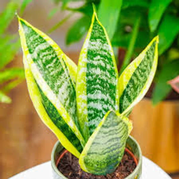 Phulwari_Live_Sanseveria_superba_Plant_(rare)_barerooted