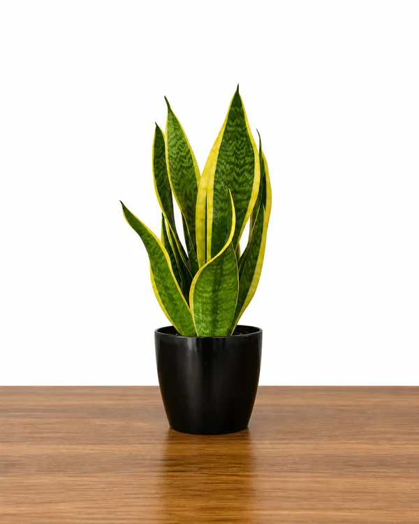 Phulwari_Live_Sanseveria_superba_Plant_(rare)_barerooted