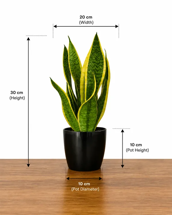 Phulwari_Live_Sanseveria_superba_Plant_(rare)_barerooted