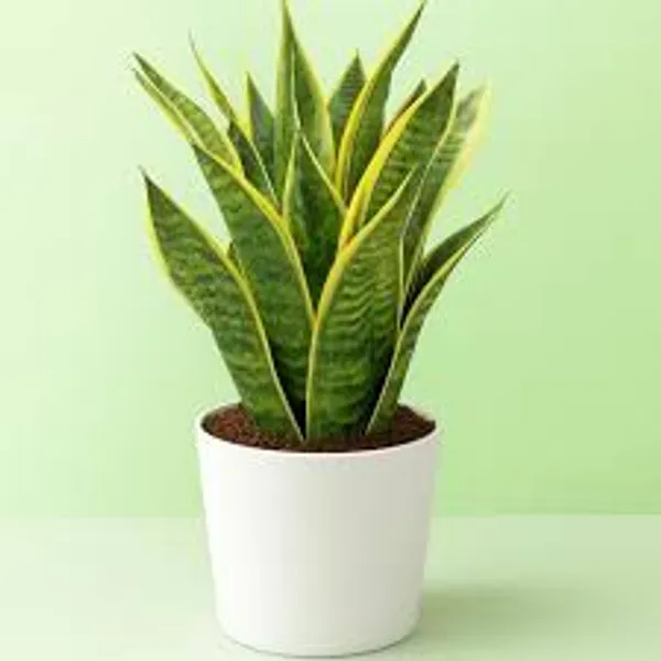 Phulwari_Live_Sanseveria_superba_Plant_(rare)_barerooted
