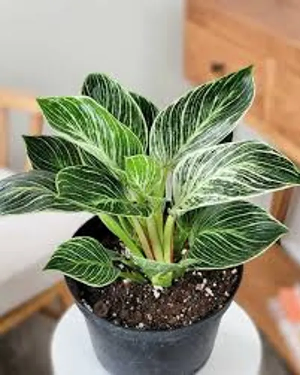 Phulwari_live_Philodendron_Birkin_Plant_For_Home_Decor,Table_Top_