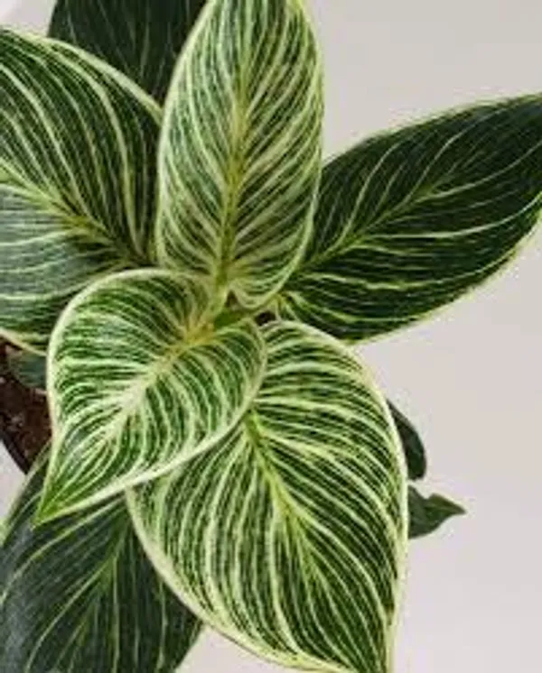 Phulwari_live_Philodendron_Birkin_Plant_For_Home_Decor,Table_Top_