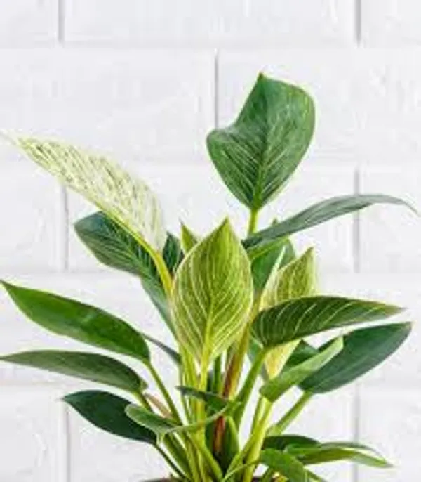 Phulwari_live_Philodendron_Birkin_Plant_For_Home_Decor,Table_Top_