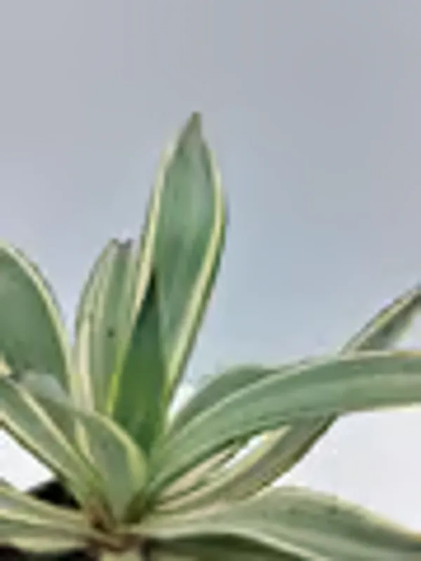 Natural_Live_Agave_Plant_With_Out_Pot