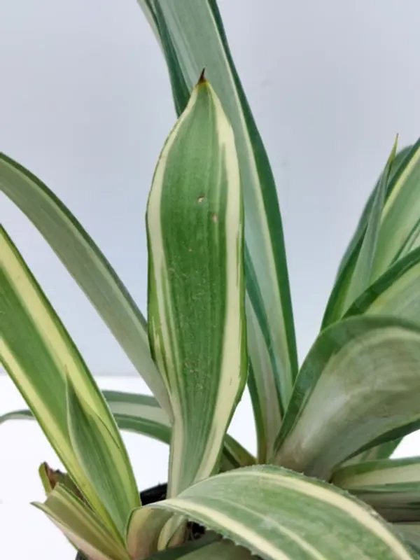Natural_Live_Agave_Plant_With_Out_Pot