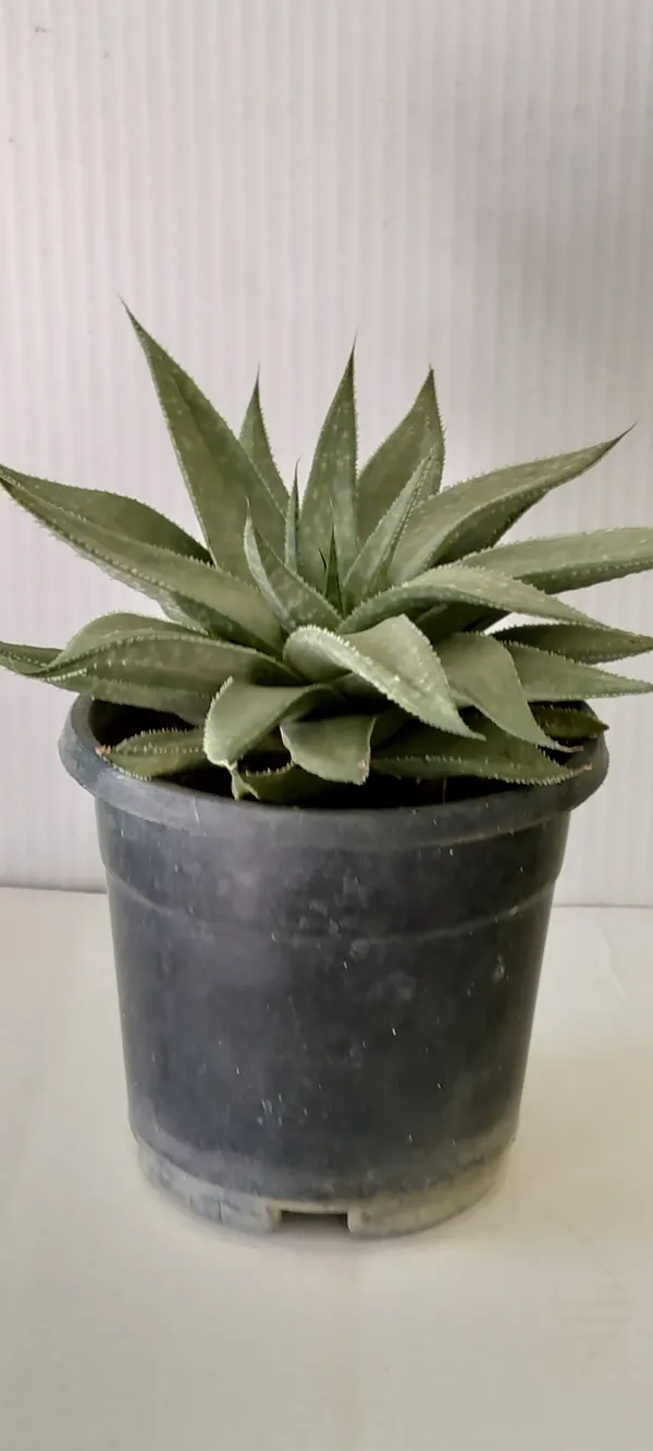 Natural_Rare_Aloe_Plant_With_Out_Soil_(Barefooted)