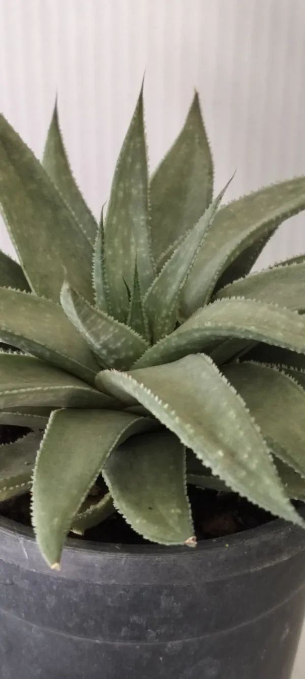 Natural_Rare_Aloe_Plant_With_Out_Soil_(Barefooted)