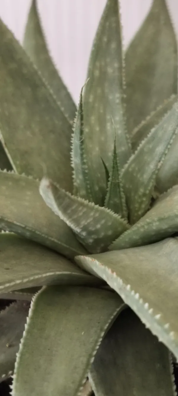 Natural_Rare_Aloe_Plant_With_Out_Soil_(Barefooted)