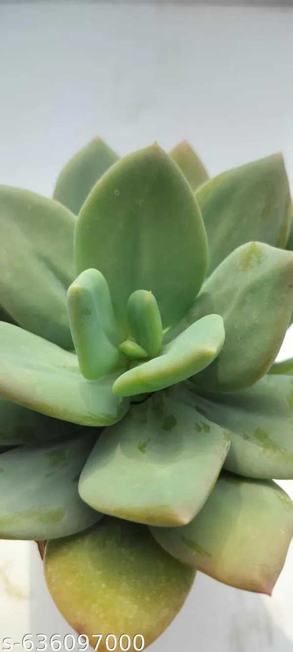 Natural_Live_Succulent_Plant_Barefooted