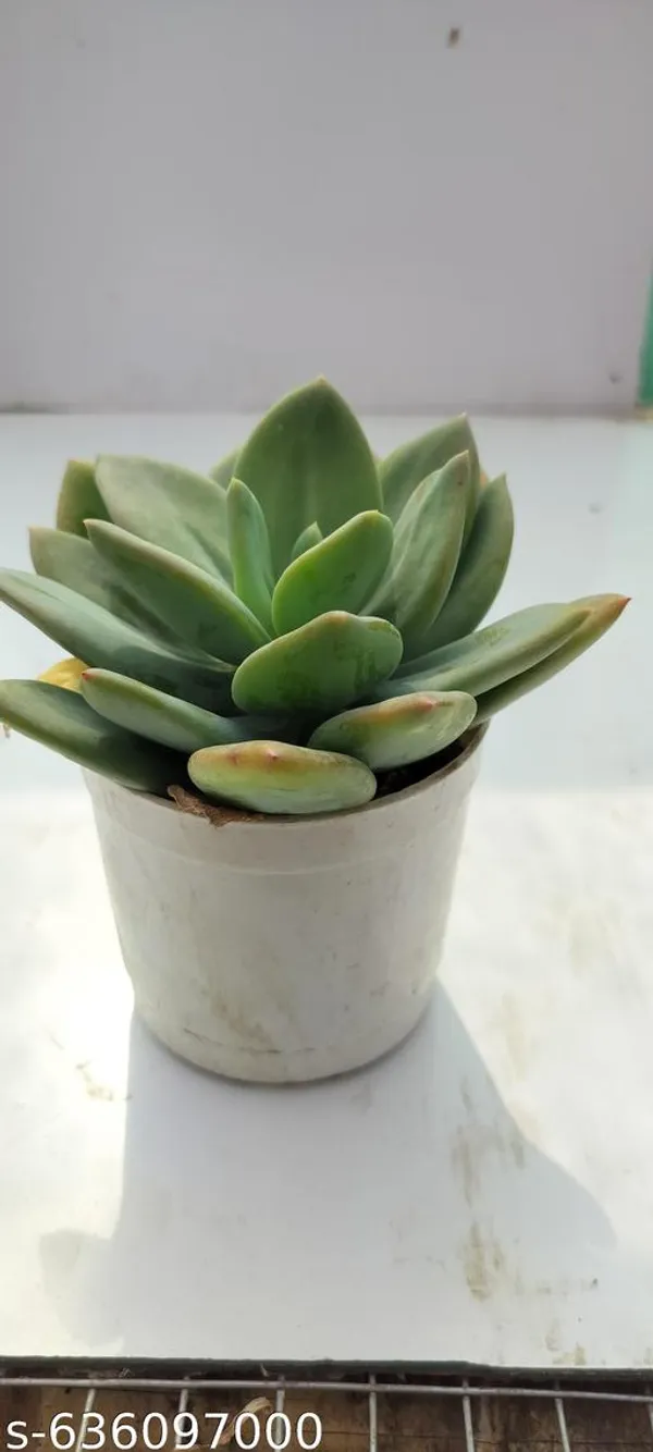 Natural_Live_Succulent_Plant_Barefooted