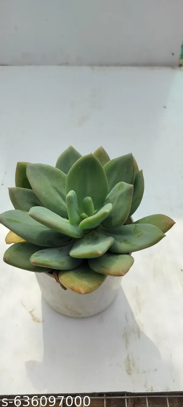 Natural_Live_Succulent_Plant_Barefooted