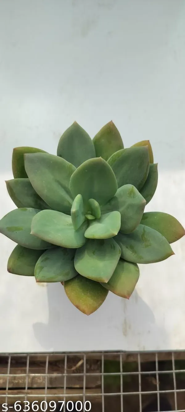 Natural_Live_Succulent_Plant_Barefooted