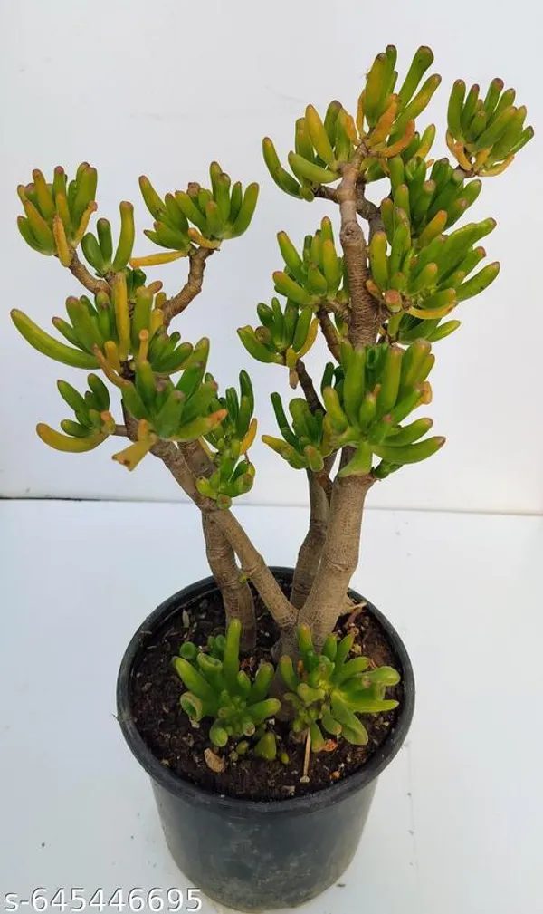 Natural_Live_Large_Size(_1_Foot)_Golam_Succulents_Plant_Barefooted