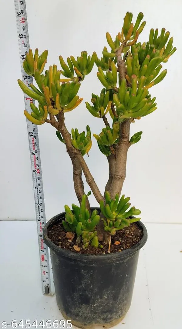 Natural_Live_Large_Size(_1_Foot)_Golam_Succulents_Plant_Barefooted