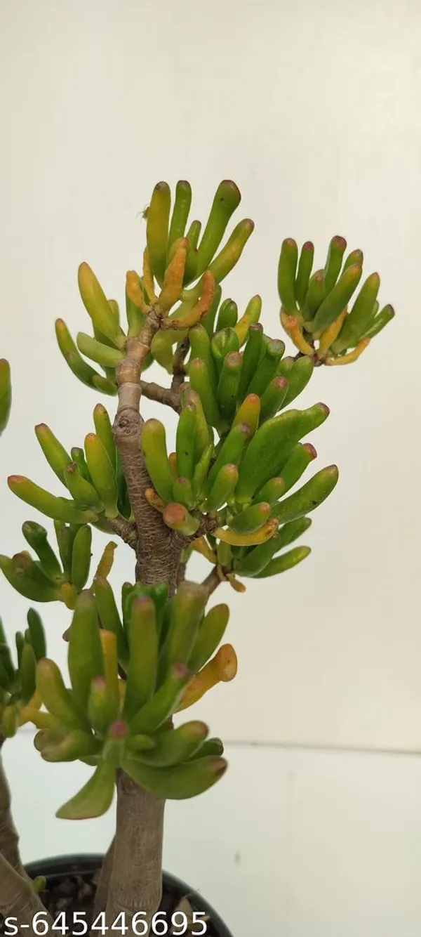 Natural_Live_Large_Size(_1_Foot)_Golam_Succulents_Plant_Barefooted