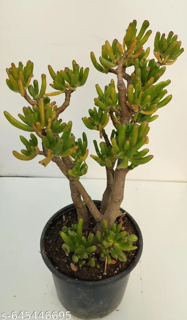 Natural_Live_Large_Size(_1_Foot)_Golam_Succulents_Plant_Barefooted
