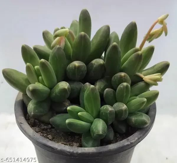 Natural_Live_Succulent_Plant_Barefooted