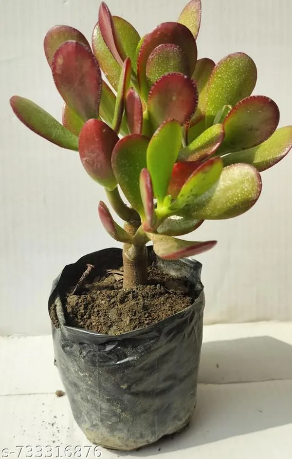 Natural_Kuber_Akshi_Plant_Crassula_Ovata_Vastu_Plant_For_Home_Decor_Or_Table_Top_With_Ursery_Pot