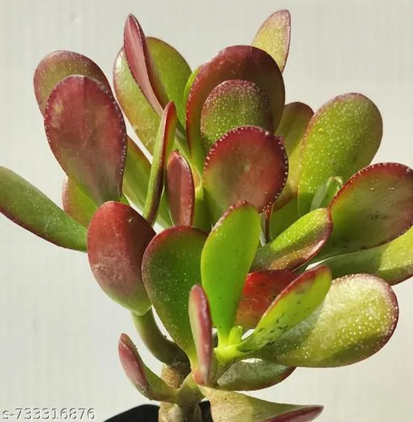 Natural_Kuber_Akshi_Plant_Crassula_Ovata_Vastu_Plant_For_Home_Decor_Or_Table_Top_With_Ursery_Pot
