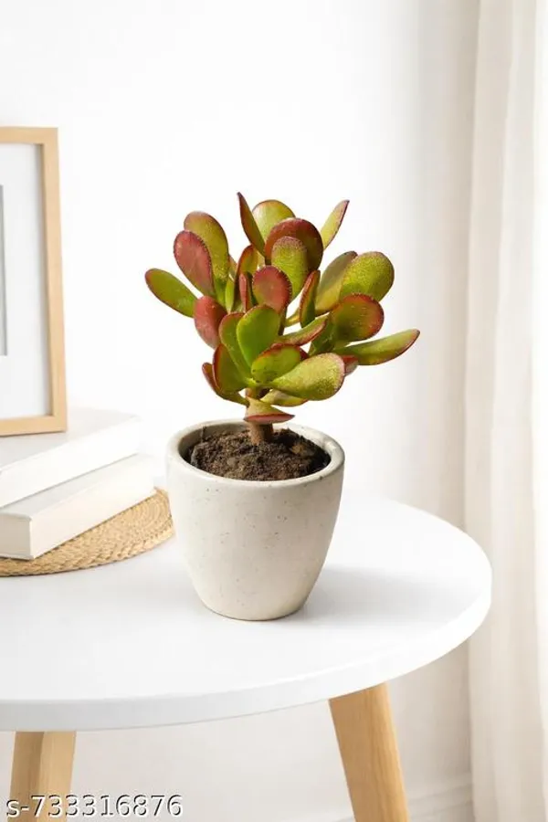Natural_Kuber_Akshi_Plant_Crassula_Ovata_Vastu_Plant_For_Home_Decor_Or_Table_Top_With_Ursery_Pot