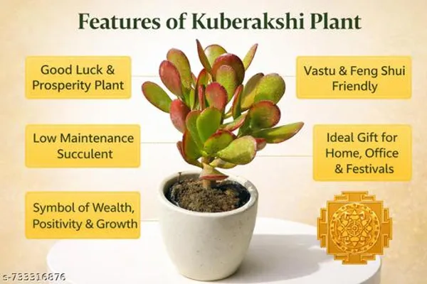 Natural_Kuber_Akshi_Plant_Crassula_Ovata_Vastu_Plant_For_Home_Decor_Or_Table_Top_With_Ursery_Pot