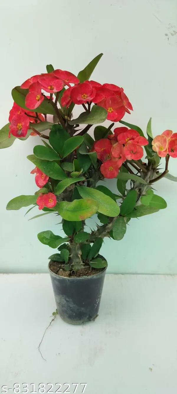 Natural_Live_Euphoria_Plant_Of_Red_Flower_Rare_Colour_Barefooted