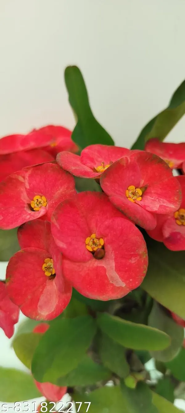 Natural_Live_Euphoria_Plant_Of_Red_Flower_Rare_Colour_Barefooted