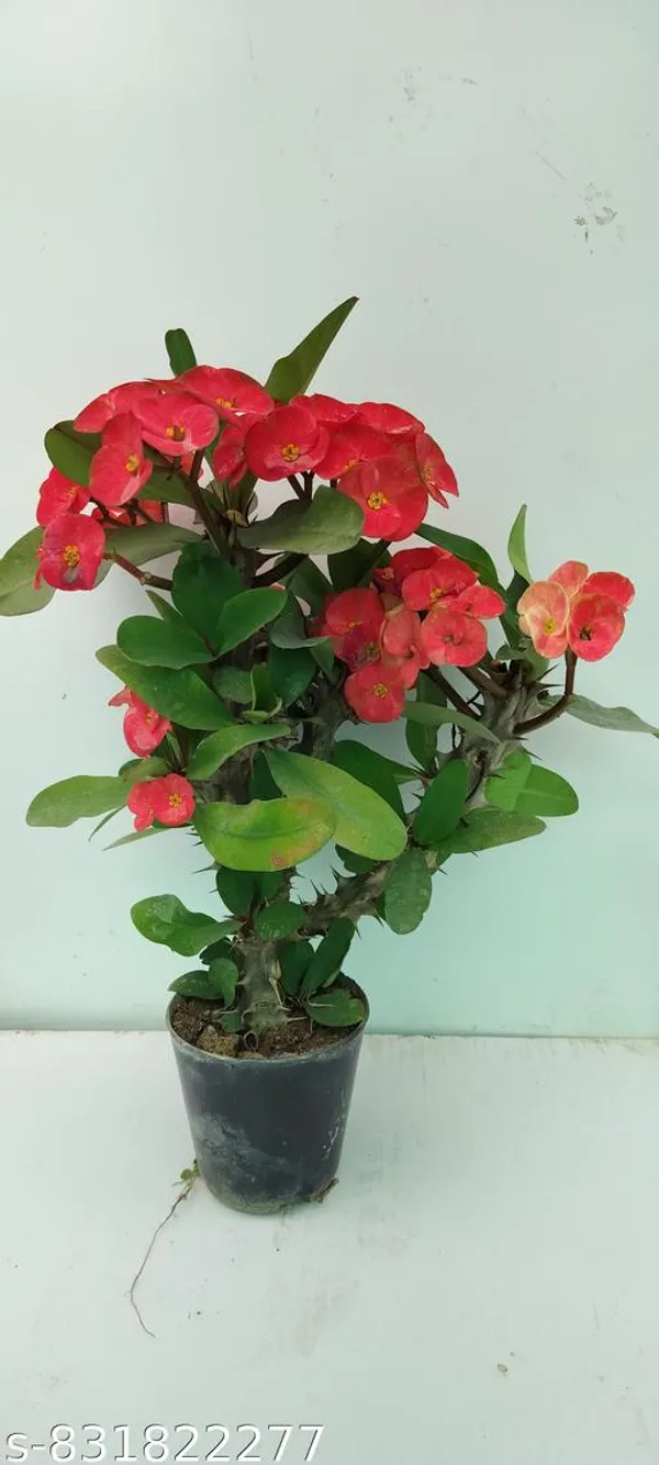 Natural_Live_Euphoria_Plant_Of_Red_Flower_Rare_Colour_Barefooted