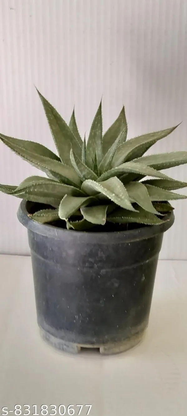 Natural_Live_Gaster_Aloe_Silver_Swirls_Succulent_Plant_Rare_Decorative_Indoor_Plant_Low_Maintenance_Air_Purifying_Plant_For_Home_Office