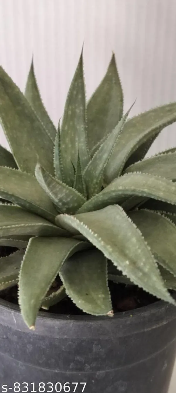Natural_Live_Gaster_Aloe_Silver_Swirls_Succulent_Plant_Rare_Decorative_Indoor_Plant_Low_Maintenance_Air_Purifying_Plant_For_Home_Office