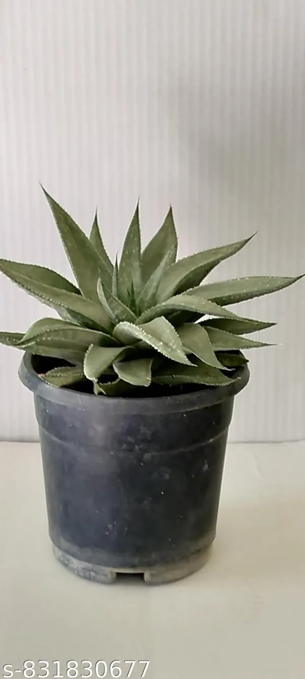 Natural_Live_Gaster_Aloe_Silver_Swirls_Succulent_Plant_Rare_Decorative_Indoor_Plant_Low_Maintenance_Air_Purifying_Plant_For_Home_Office