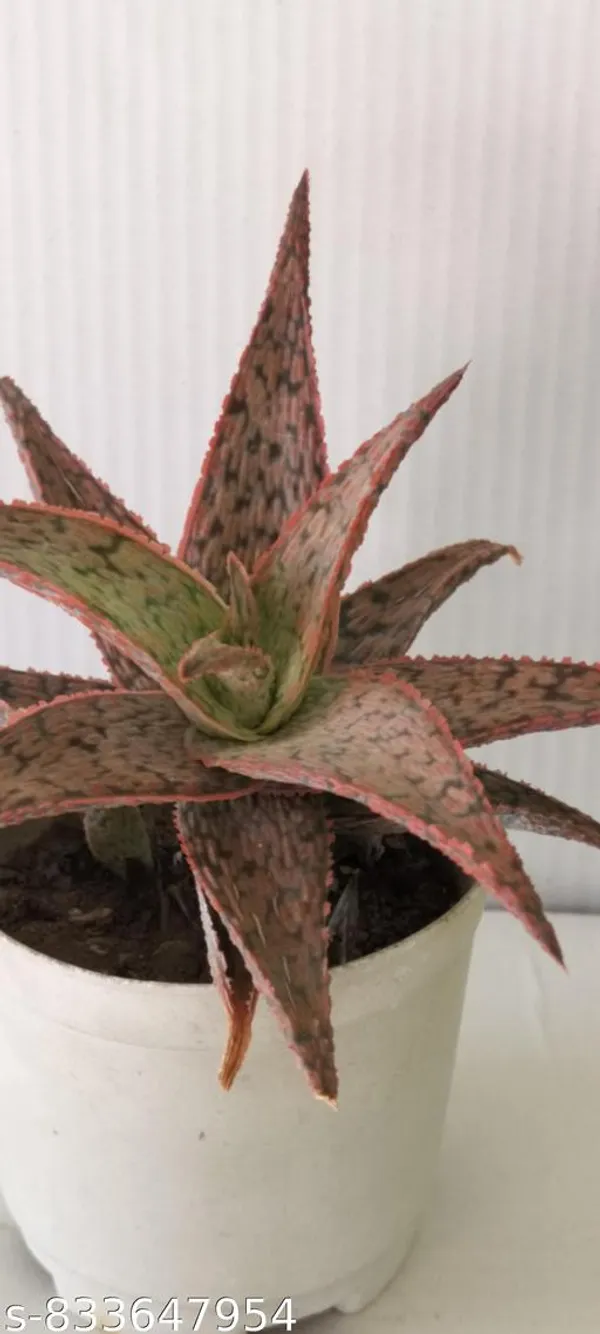 Natural_Pink_Blush_Aloe_Live_Succulent_Plant_Rare_Decorative_Indoor_Plant_For_Home_Office_Bare_Root