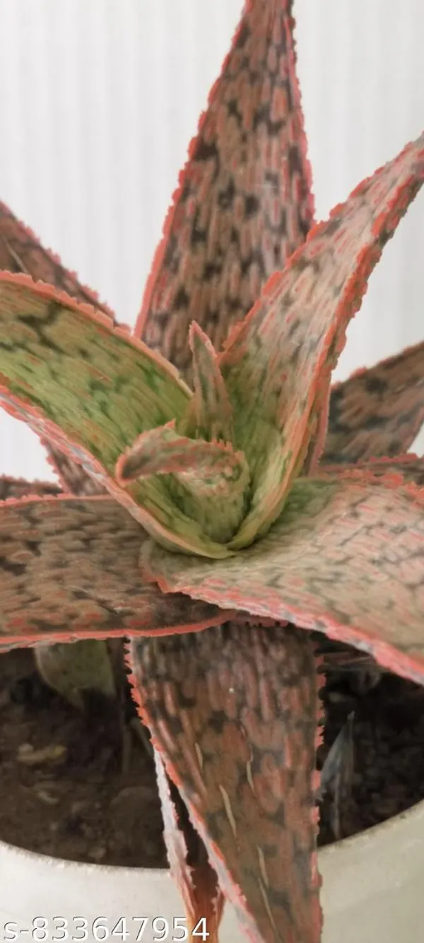 Natural_Pink_Blush_Aloe_Live_Succulent_Plant_Rare_Decorative_Indoor_Plant_For_Home_Office_Bare_Root